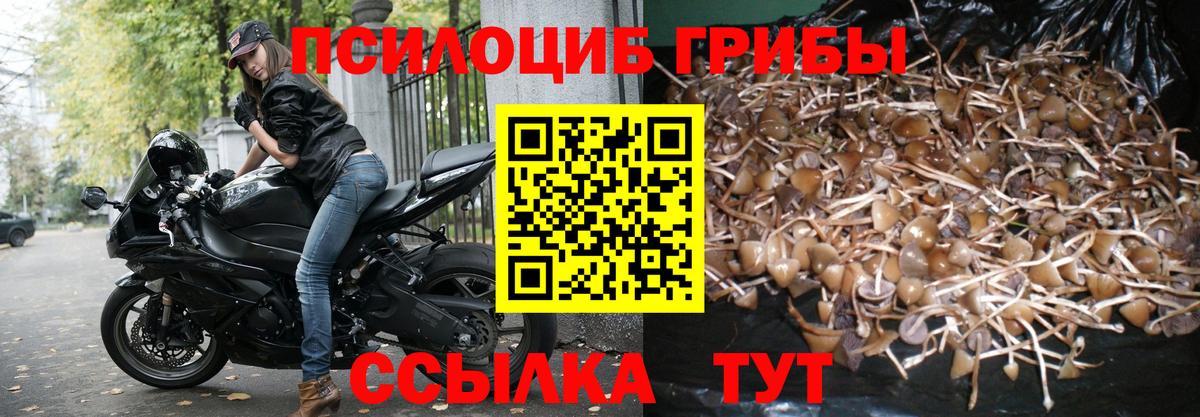 Псилоцибиновые грибы Psilocybe  Вход с VPN  Менделеевск 